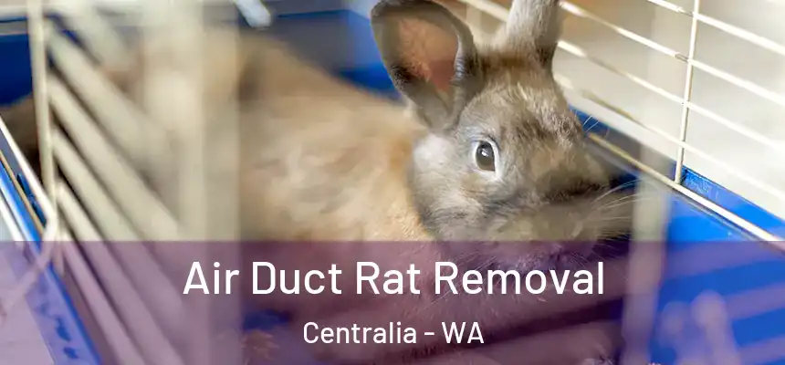  Air Duct Rat Removal Centralia - WA