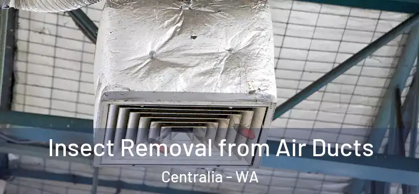  Insect Removal from Air Ducts Centralia - WA